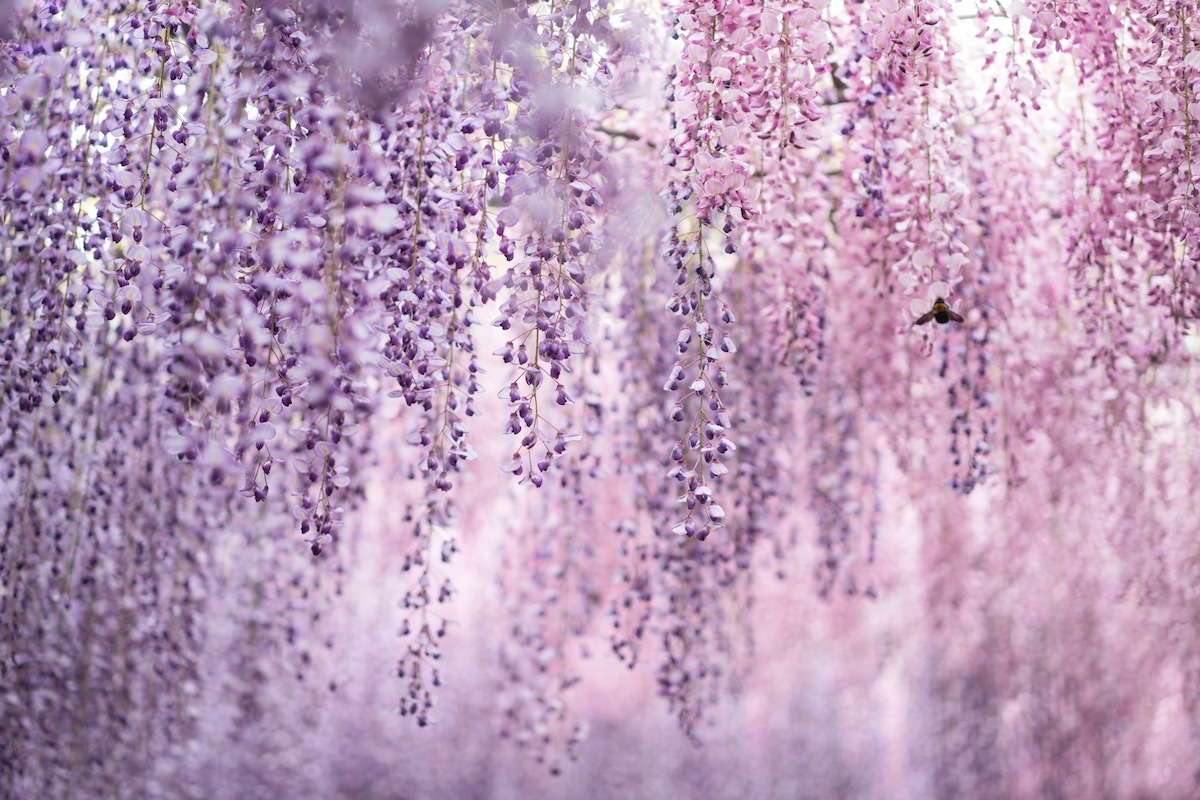 Mother’s Day in Wonderland